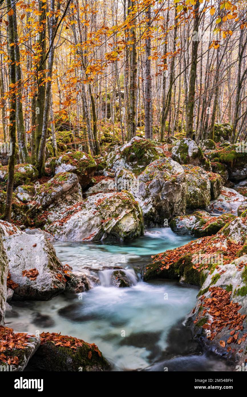 Autumn forest with watercourse of the Lepenjica, Lepena, Soca valley, Bovec, Triglav National Park, Slovenia Stock Photo