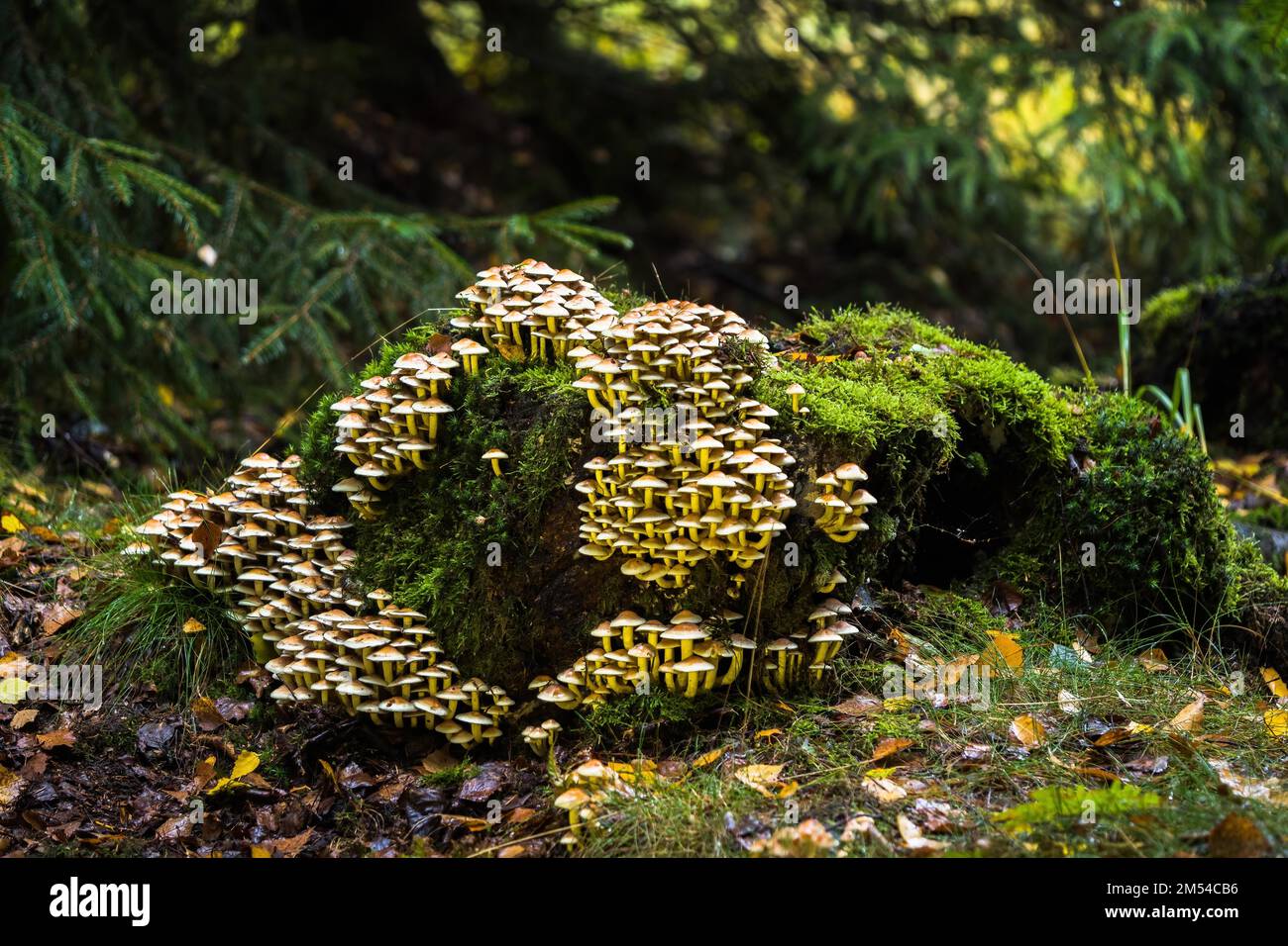 Sulphur tufts (Hypholoma fasciculare) on moss-covered tree stump, Hesse, Germany Stock Photo