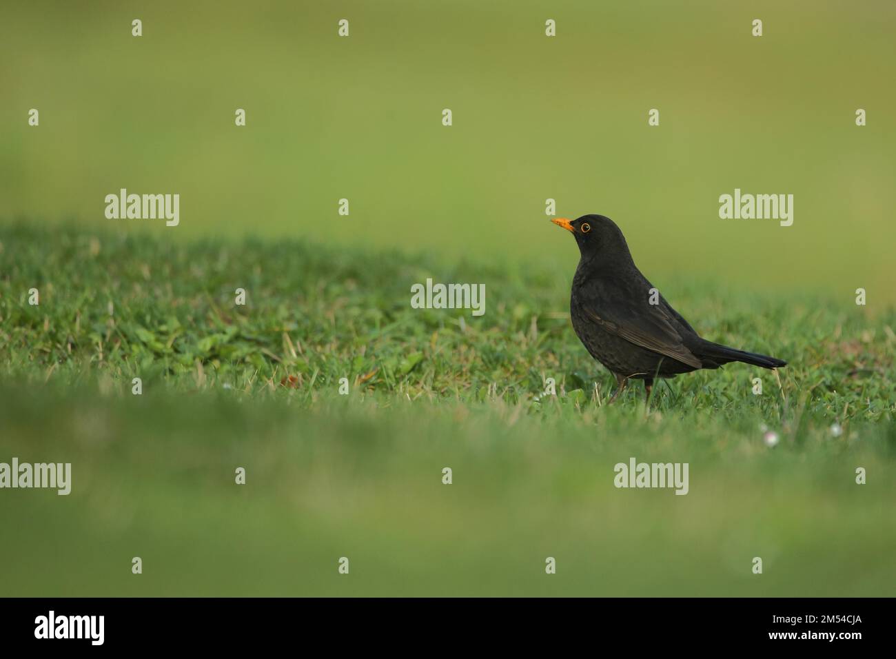 Blackbird (Turdus merula), Niedernhausen, male, lawn, ground, Taunus, Hesse, Germany Stock Photo