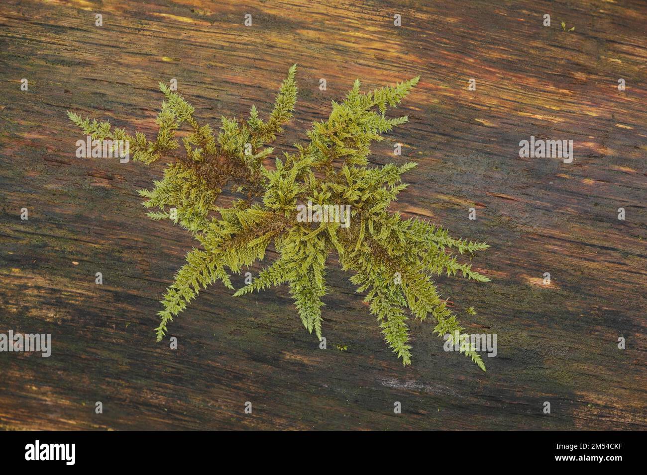 Dormouse (Hypnum), deciduous moss, nature, tree trunk, wood, grain, filigree, star-shaped, tentacles, green, brown, detail, Niedernhausen, Taunus Stock Photo