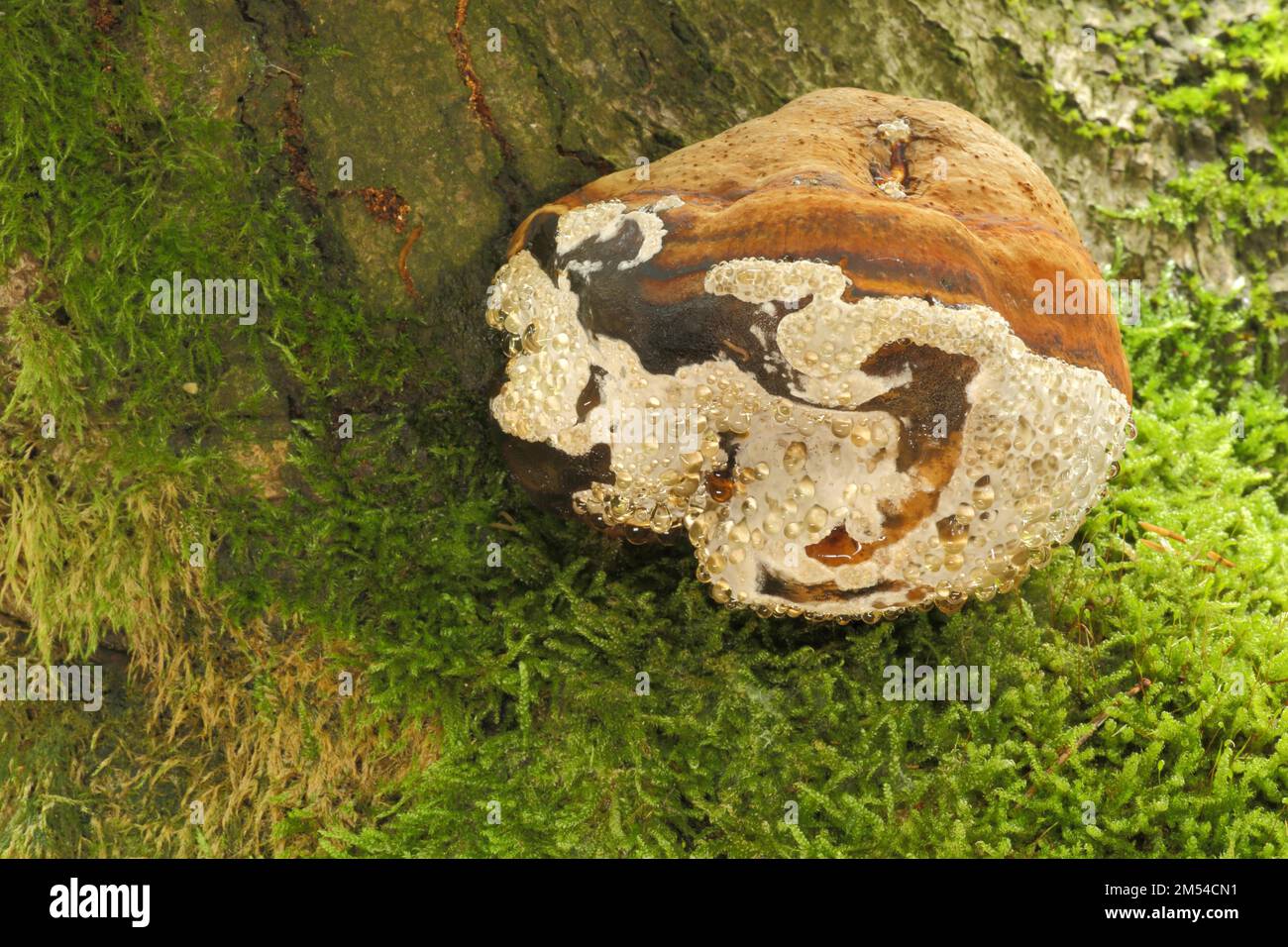 Spruce sponge with guttation drop, red banded polypore (Red Banded