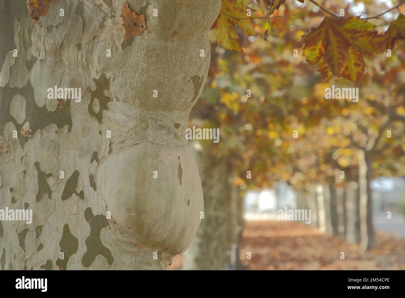 Tree trunk with bark Common london (Platanus acerifolia