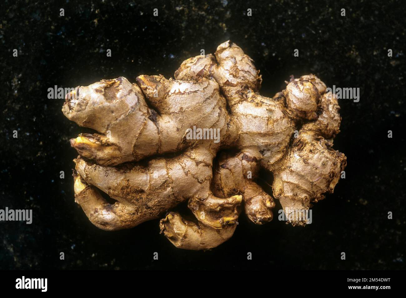 Herbal Medicine Ginger (Zingiber officinale) Tamil Nadu, South India