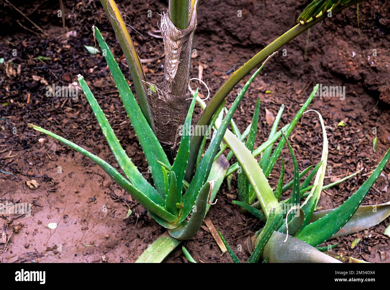 Medicinal plants (Aloe vera) Tamil Nadu, South India, India, Asia Stock