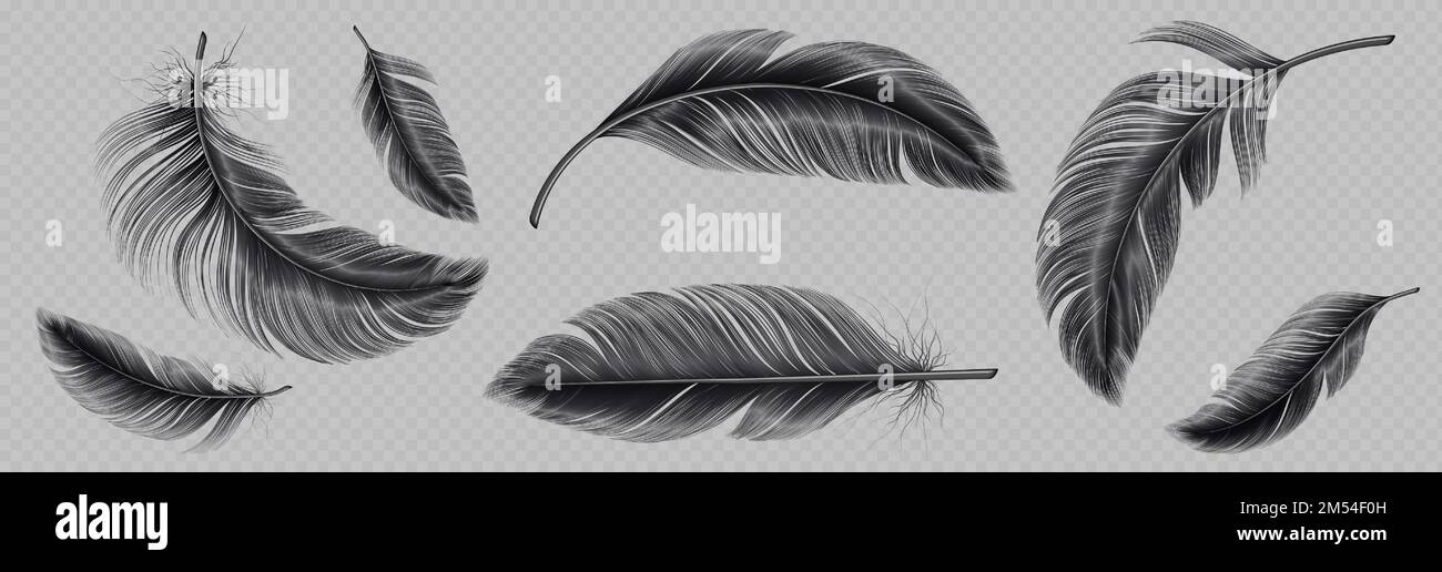 Realistic set of black feather png isolated on transparent background. Vector illustration of falling and flying fluffy bird or angel quills. Symbol of air lightness, swan elegance. Design element Stock Vector