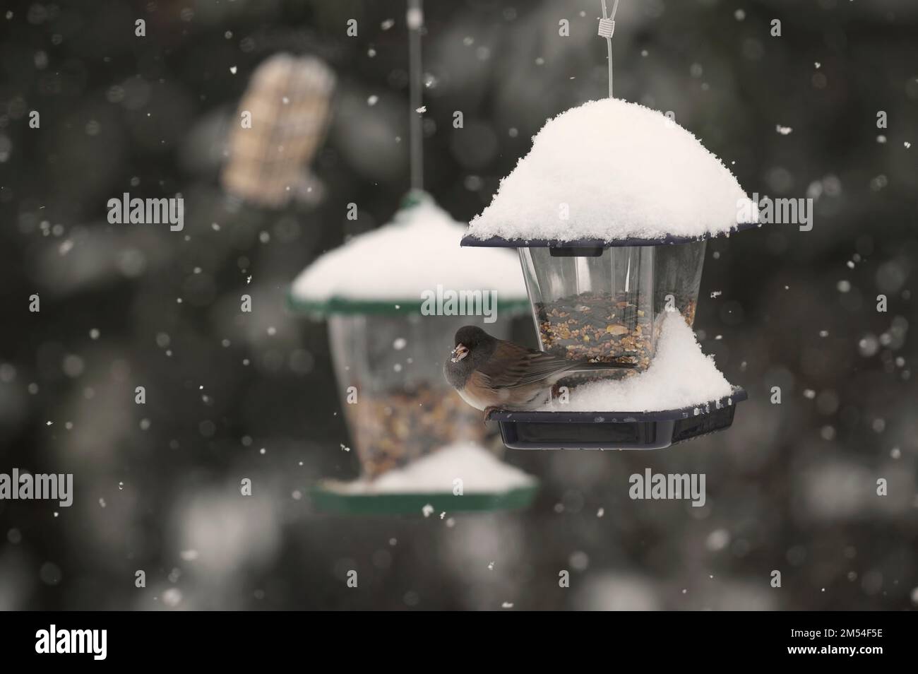 Dark-eyed Junco (Junco hyemalis) - at a hanging bird feeder in the snow. Stock Photo