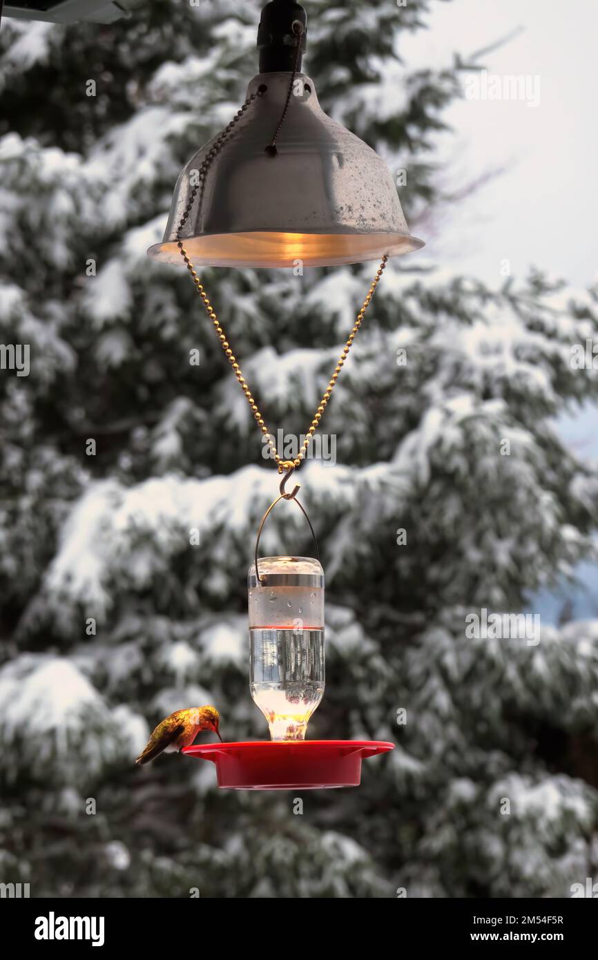 Hummingbird feeder with light above to keep the liquid from freezing during the cold winter. Stock Photo