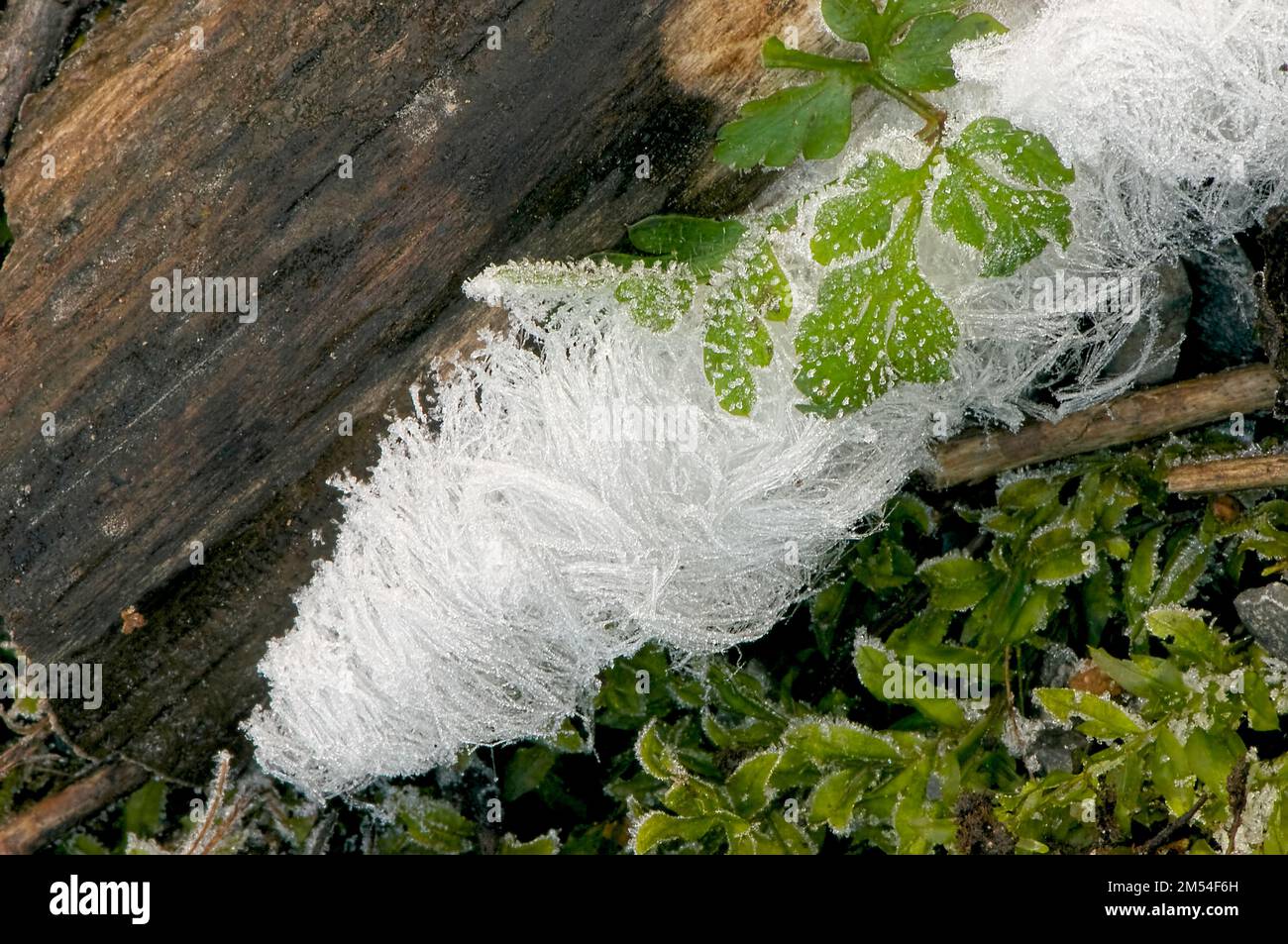 Hoar frost on a log - 'Frost Flowers' - ice formation. Stock Photo