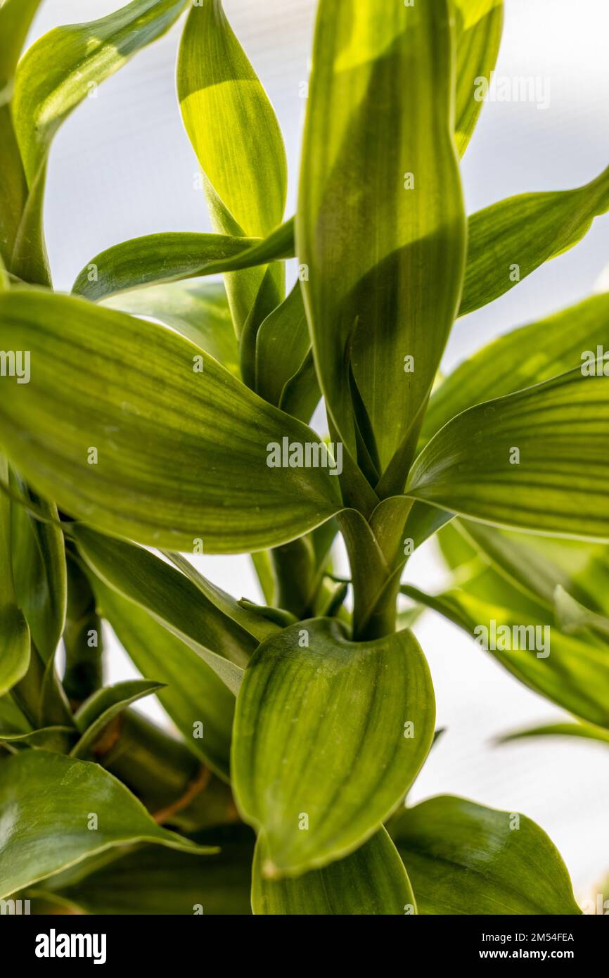 Why Is My Lucky Bamboo Turning Yellow Reasons
