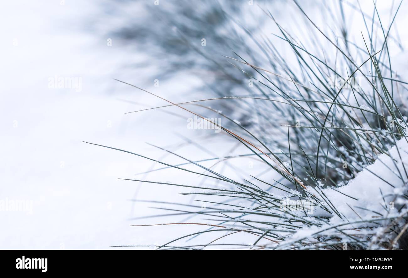 Ornamental grass Festuca glauca in the snow. Natural winter and Christmas background. Backdrop in white blue tones Stock Photo