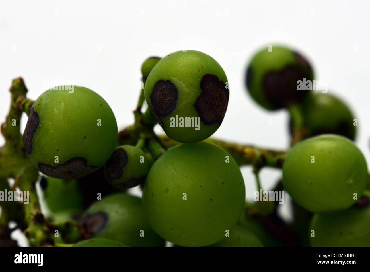 Black spot, or anthracnose disease of grapevines caused by fungus Elsinoe ampelina. Stock Photo