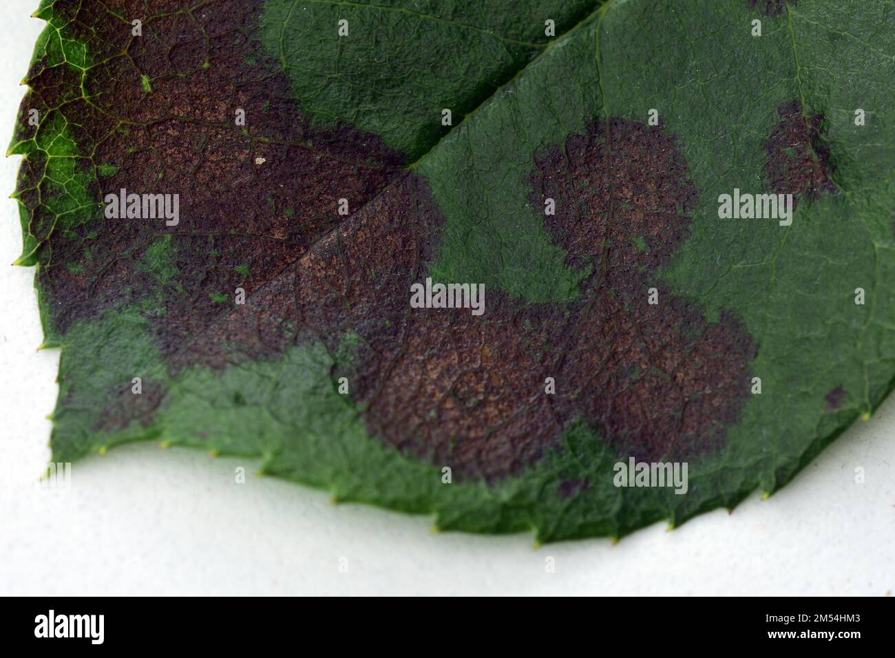 A close up of a rose leaf affected by black spot disease. This is the most serious disease of roses caused by a fungus, Diplocarpon rosae. Stock Photo