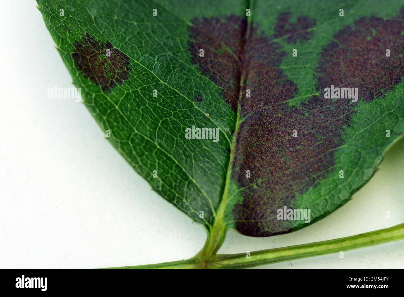 A close up of a rose leaf affected by black spot disease. This is the most serious disease of roses caused by a fungus, Diplocarpon rosae. Stock Photo