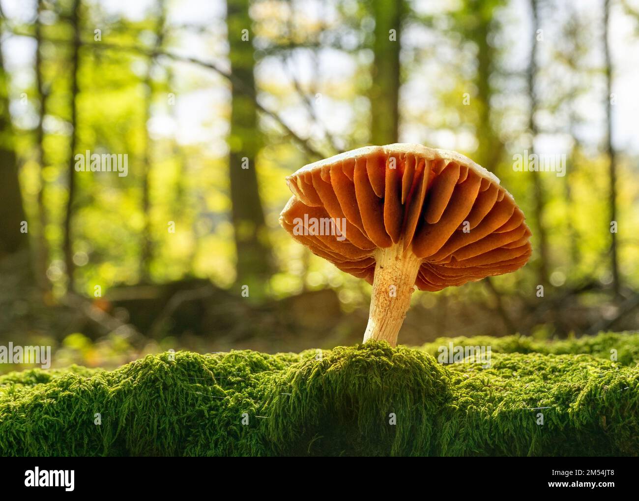 A closeup of a Deadly webcap fungus growing on a mossy surface in an evergreen forest Stock Photo