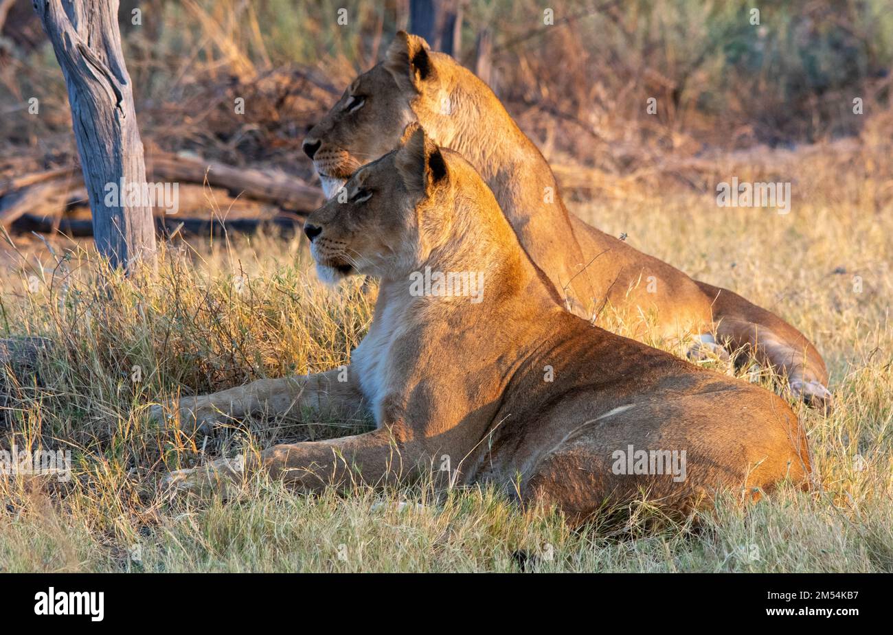 Two African lionesses look out over the African wilderness Stock Photo