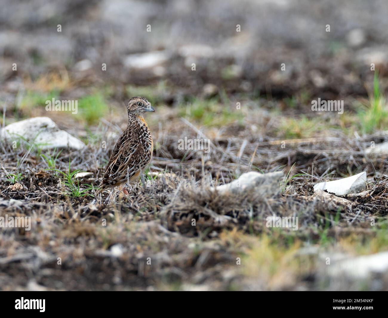 Sumba buttonquail, Turnix everetti an endemic bird to Sumba Island