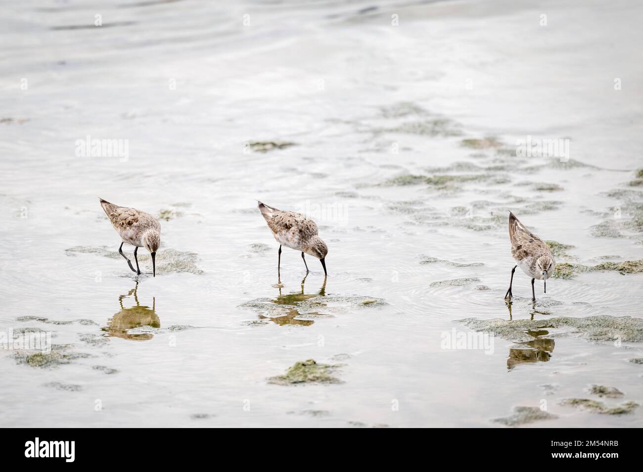 Three Great Knot shorebirds wade selectively through the Cairns Esplanade mudflats in search for food in Far North Queensland in Australia. Stock Photo