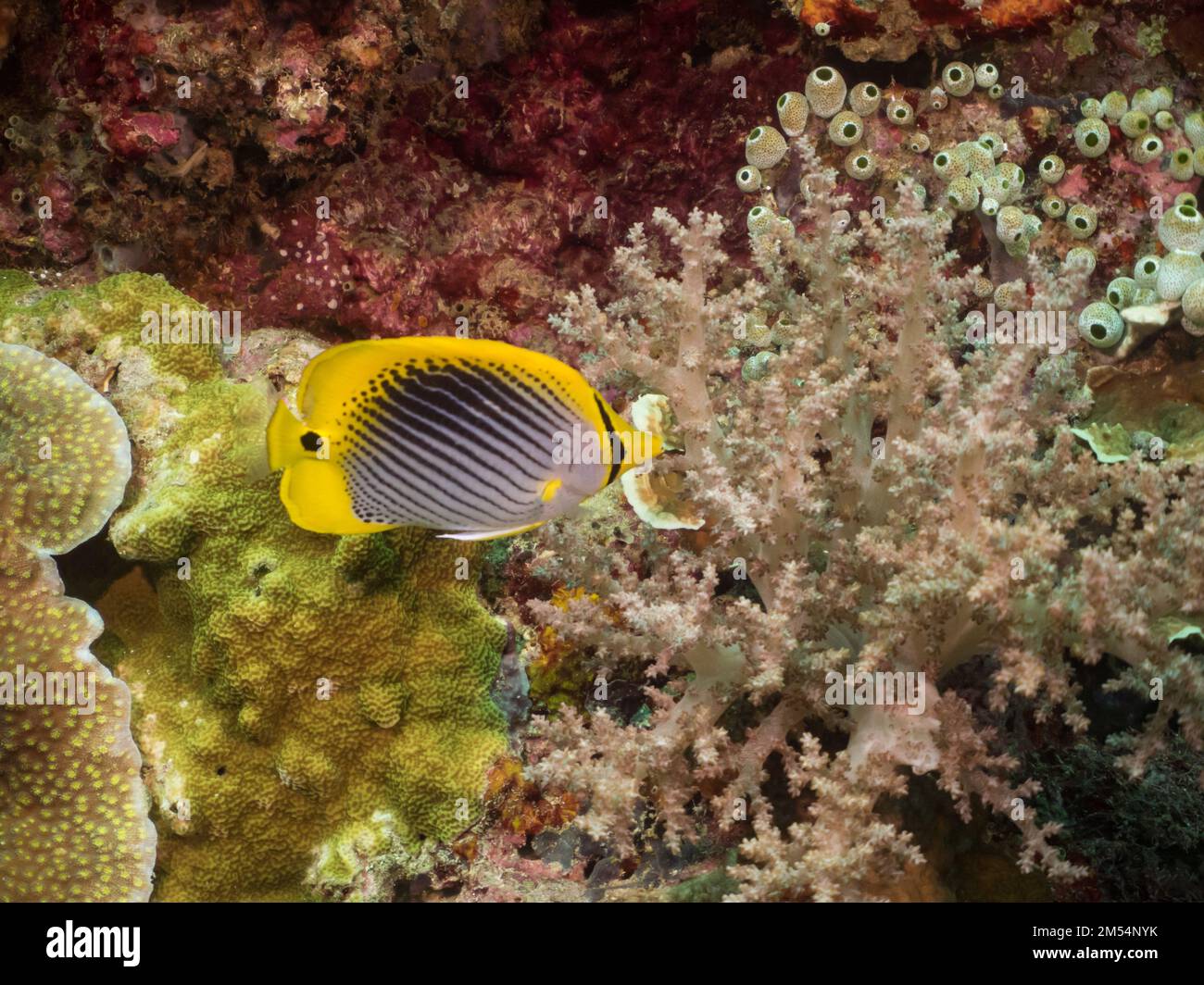 Spot-tailed butterflyfish, Chaetodon ocellicaudus, eating coral in Indonesia Stock Photo