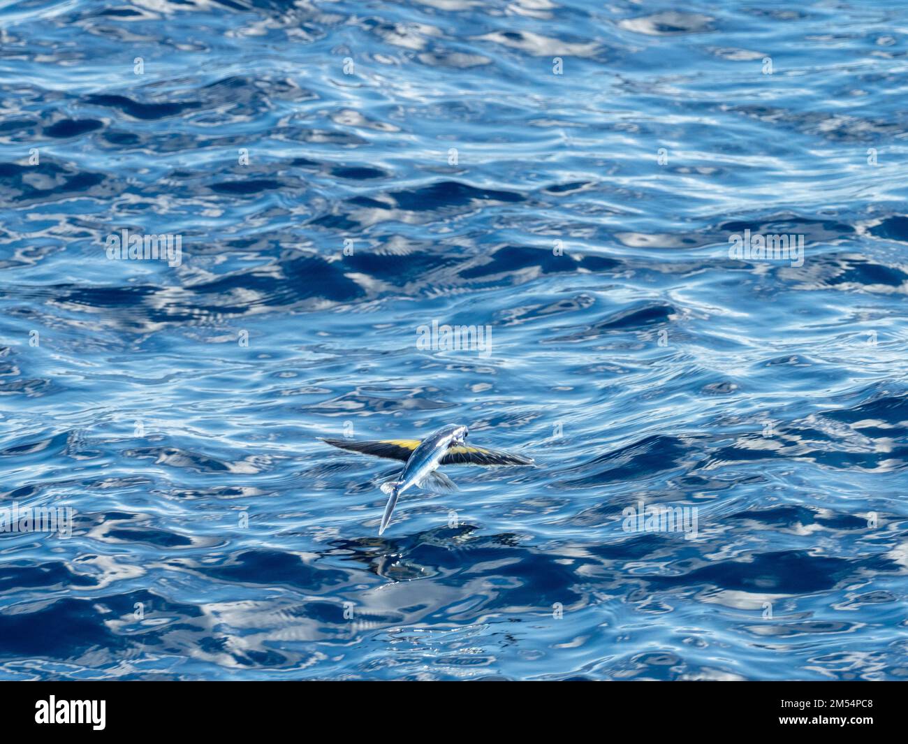 Flying fish gliding on glassy sea in the Coral Sea Papua New Guinea 2022 Stock Photo