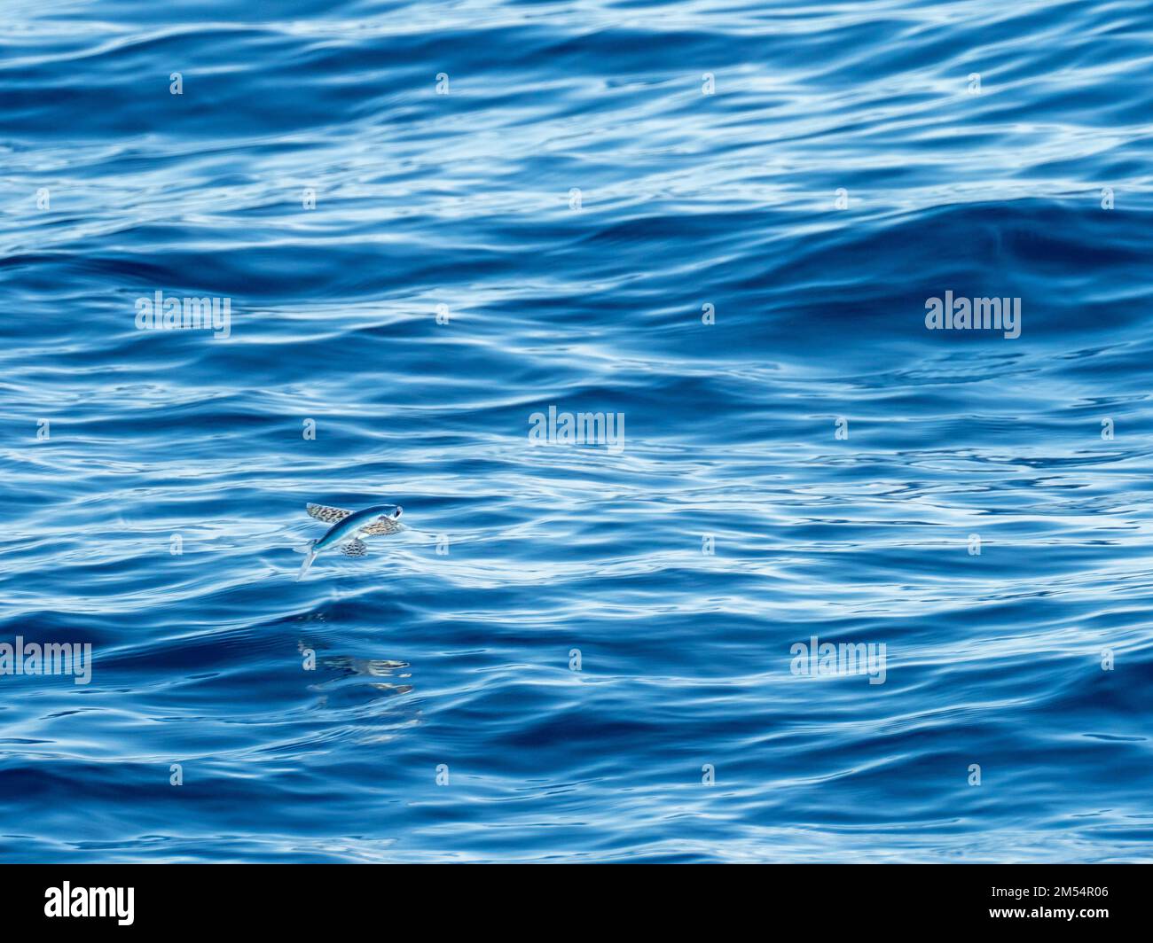 Flying fish gliding on glassy sea in the Coral Sea Papua New Guinea