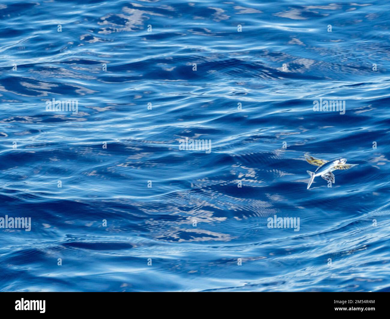 Flying fish gliding on glassy sea in the Coral Sea Papua New Guinea 2022 Stock Photo