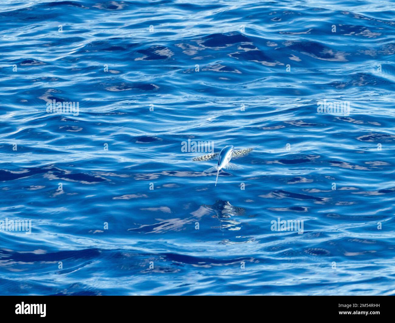 Flying fish gliding on glassy sea in the Coral Sea Papua New Guinea 2022 Stock Photo