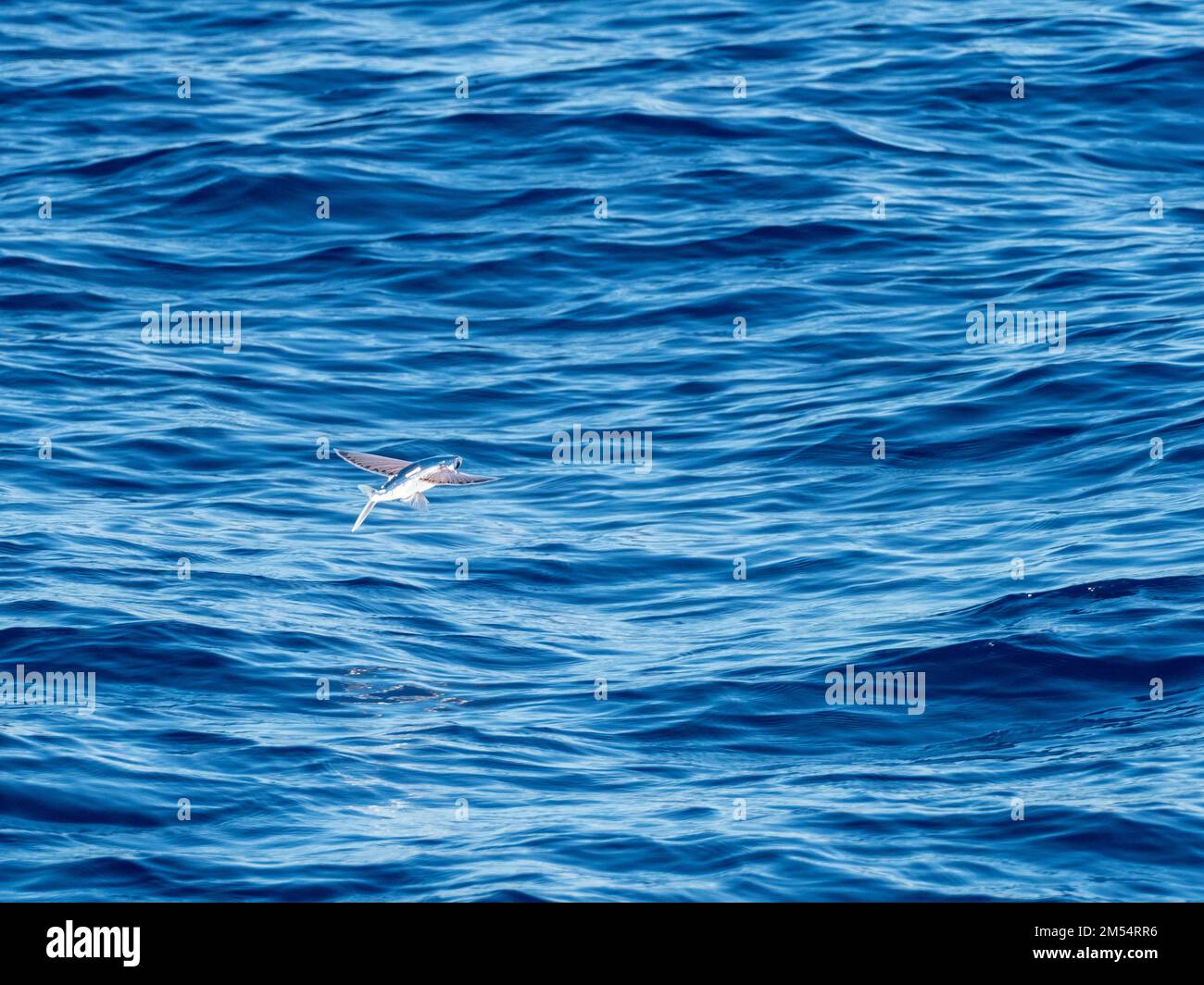 Flying fish gliding on glassy sea in the Coral Sea Papua New Guinea 2022 Stock Photo