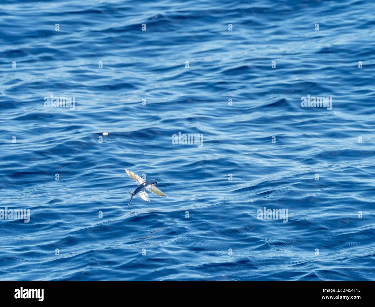 Flying fish gliding on glassy sea in the Coral Sea Papua New Guinea