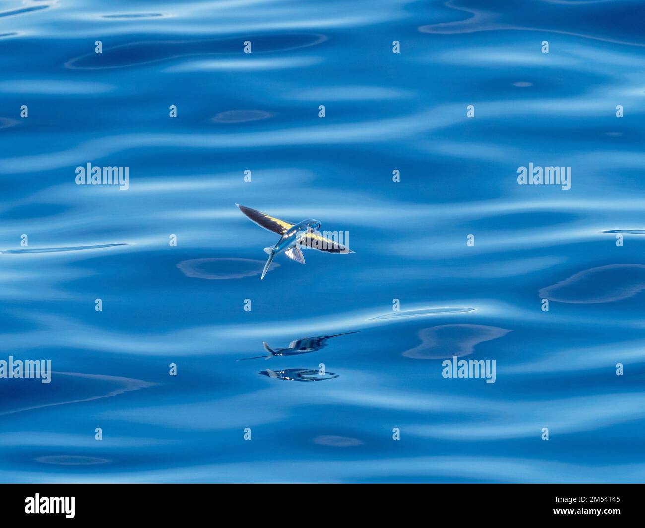 Flying fish gliding on glassy sea in the Coral Sea Papua New Guinea 2022 Stock Photo