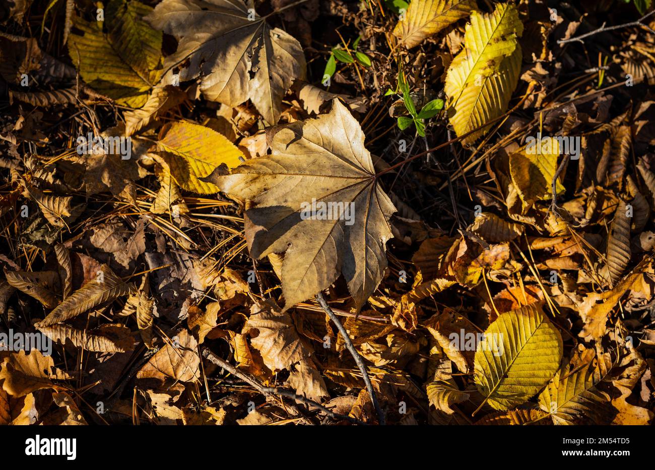 Autumn leaves closeup view - natural background Stock Photo - Alamy