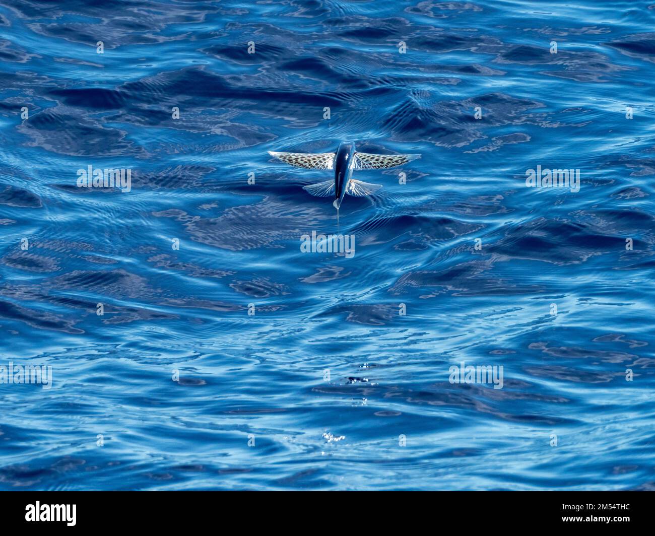 Flying fish gliding on glassy sea in the Coral Sea Papua New Guinea 2022 Stock Photo