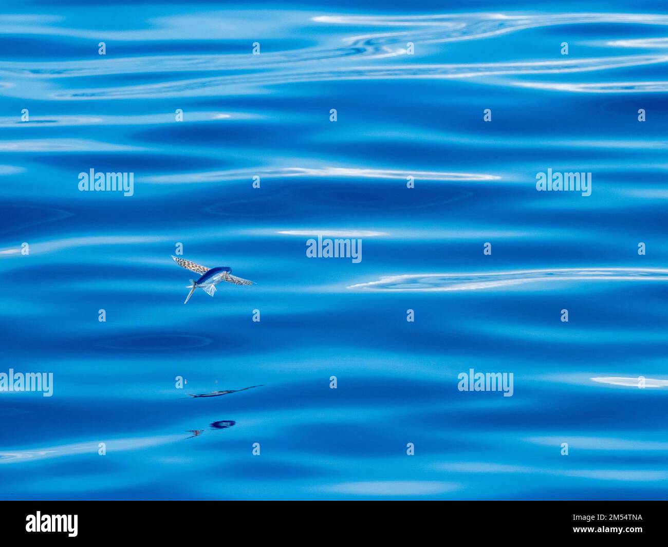 Flying fish gliding on glassy sea in the Coral Sea Papua New Guinea