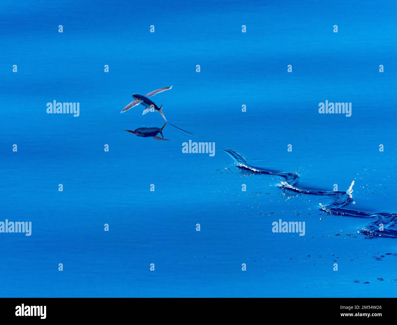 Flying fish gliding on glassy sea in the Coral Sea Papua New Guinea