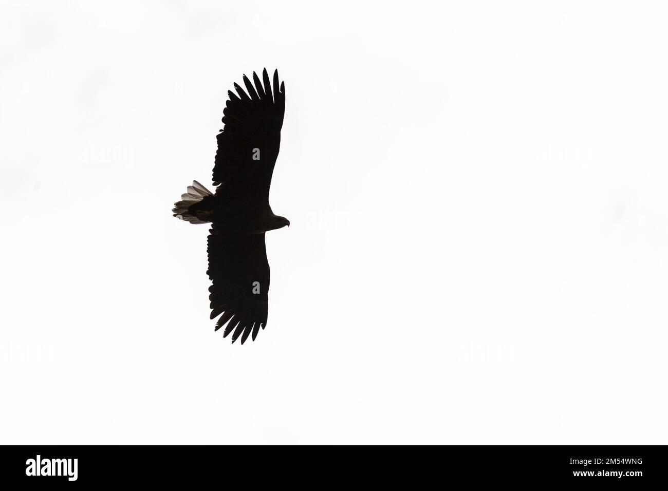 White-tailed eagle flying with spread wings in silhouette on the sky Stock Photo