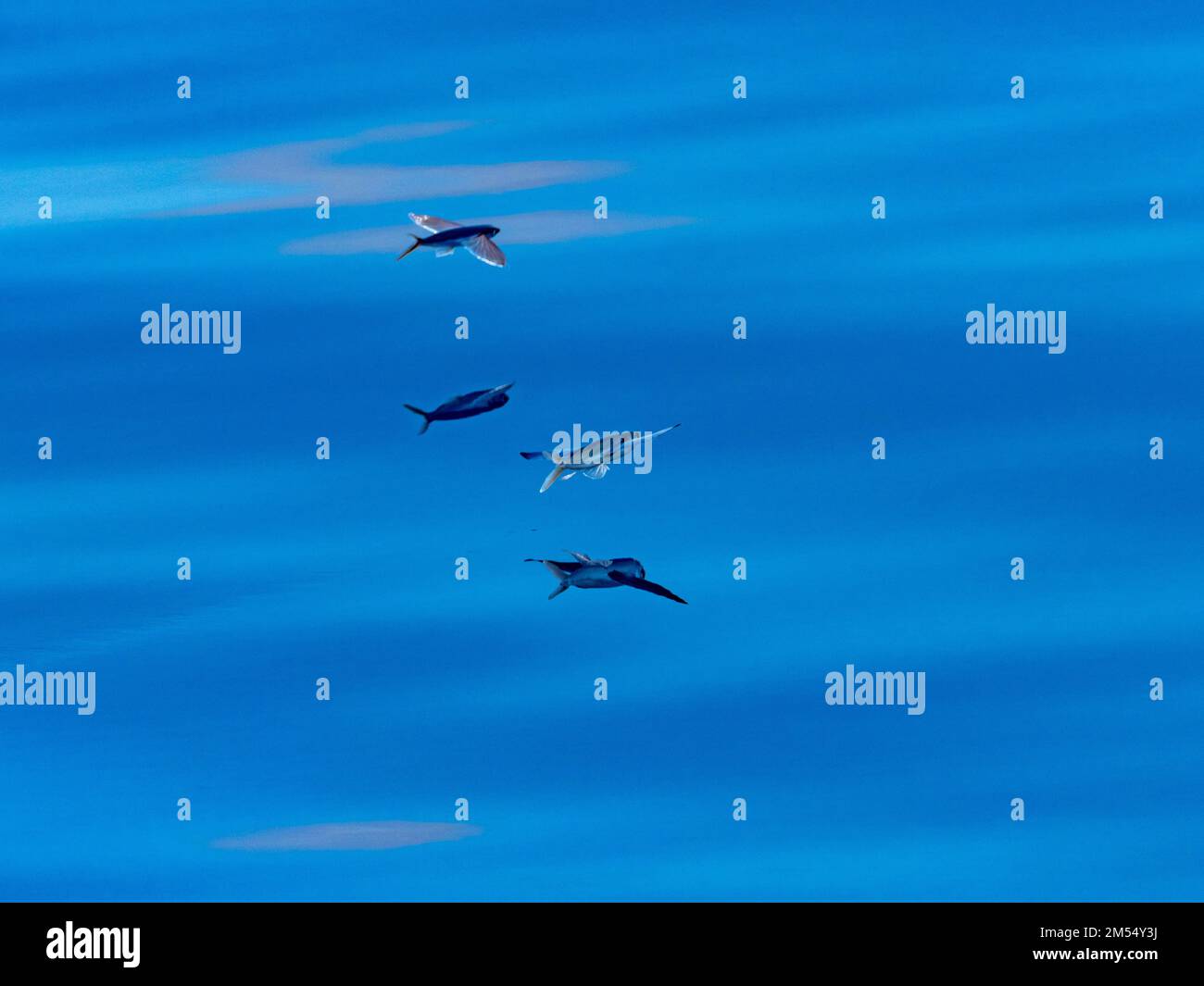 Flying fish gliding on glassy sea in the Coral Sea Papua New Guinea 2022 Stock Photo
