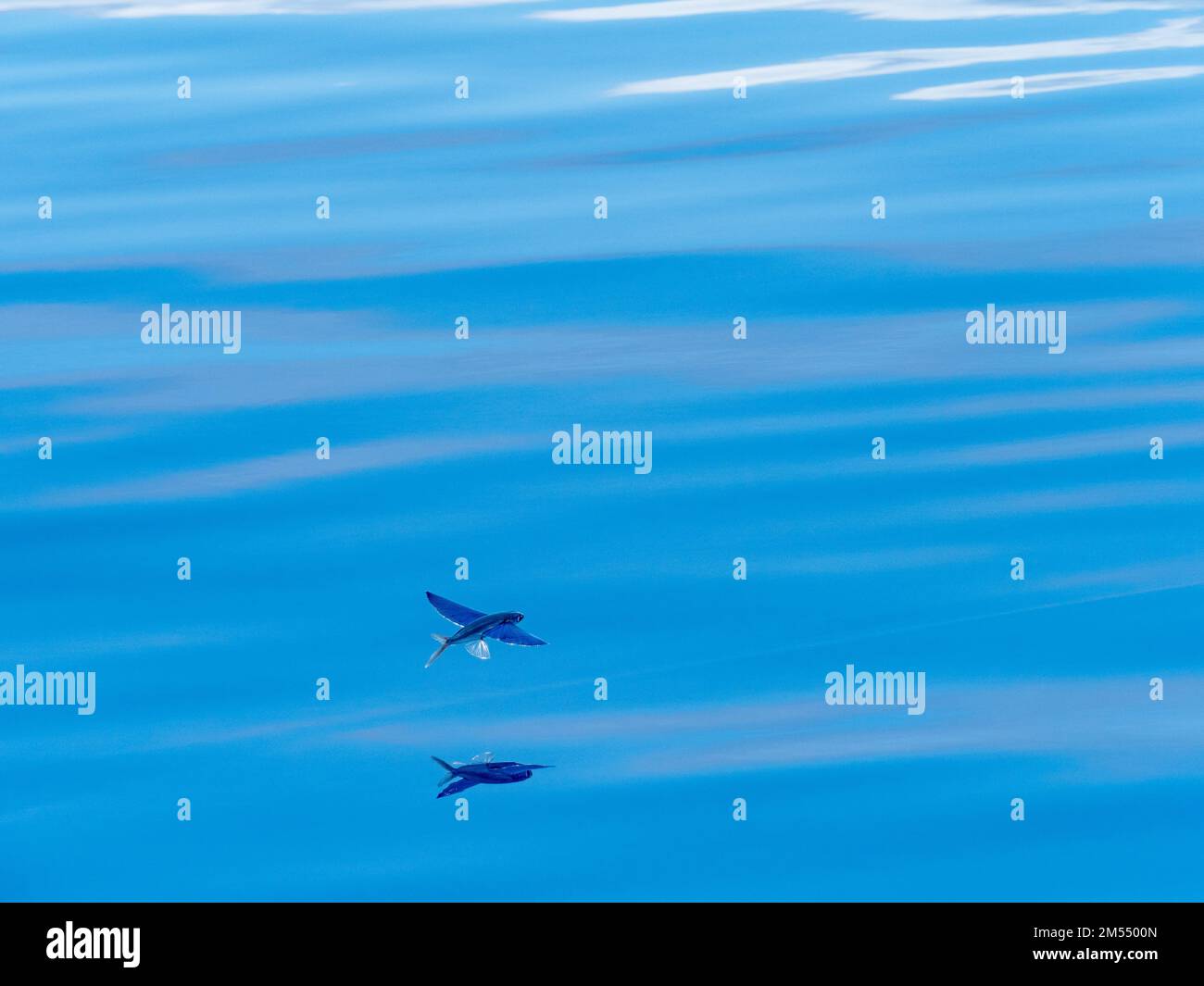 Flying fish gliding on glassy sea in the Coral Sea Papua New Guinea