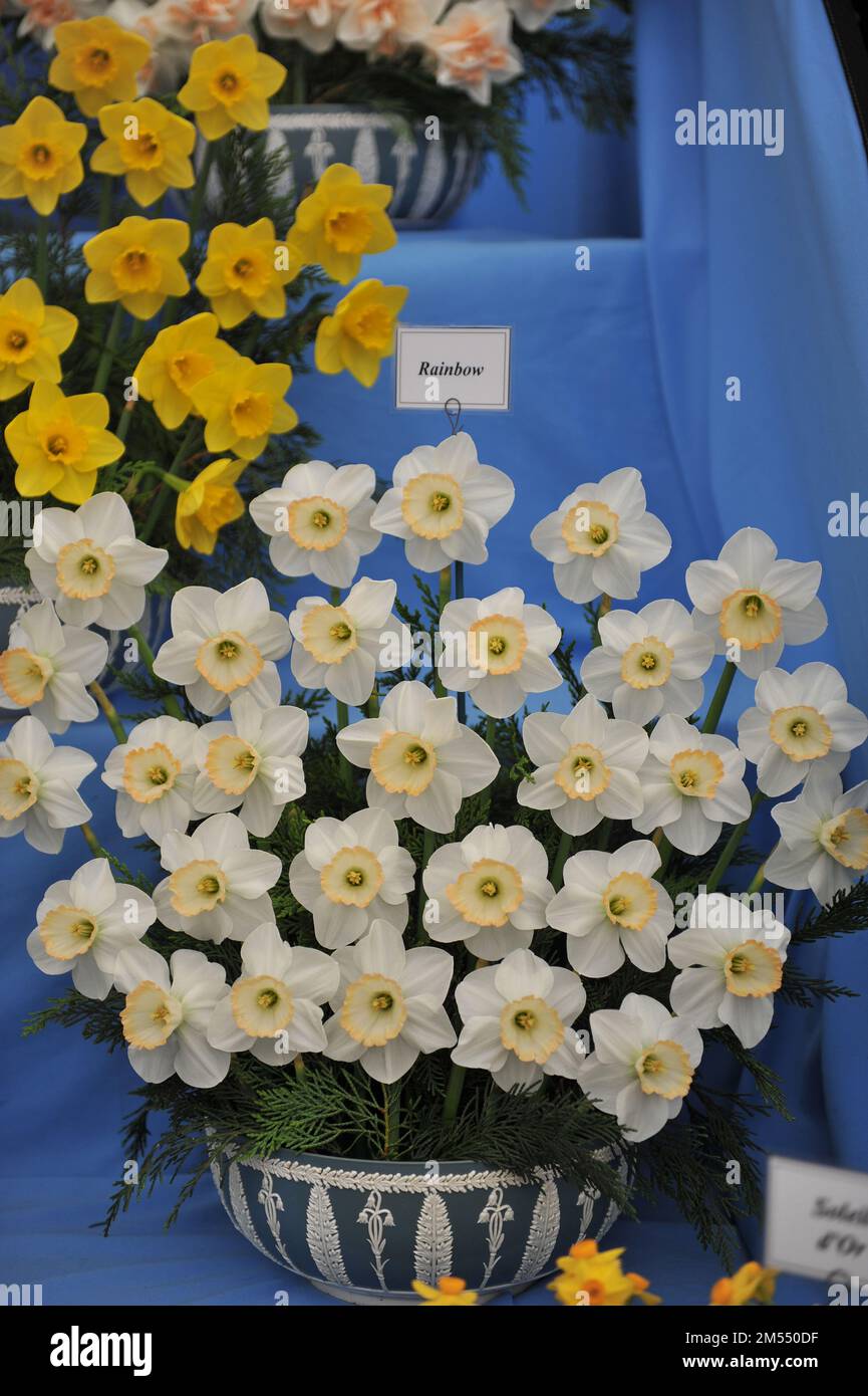 A bouquet of white and yellow Large-Cupped daffodils (Narcissus) Rainbow on an exhibition in May Stock Photo