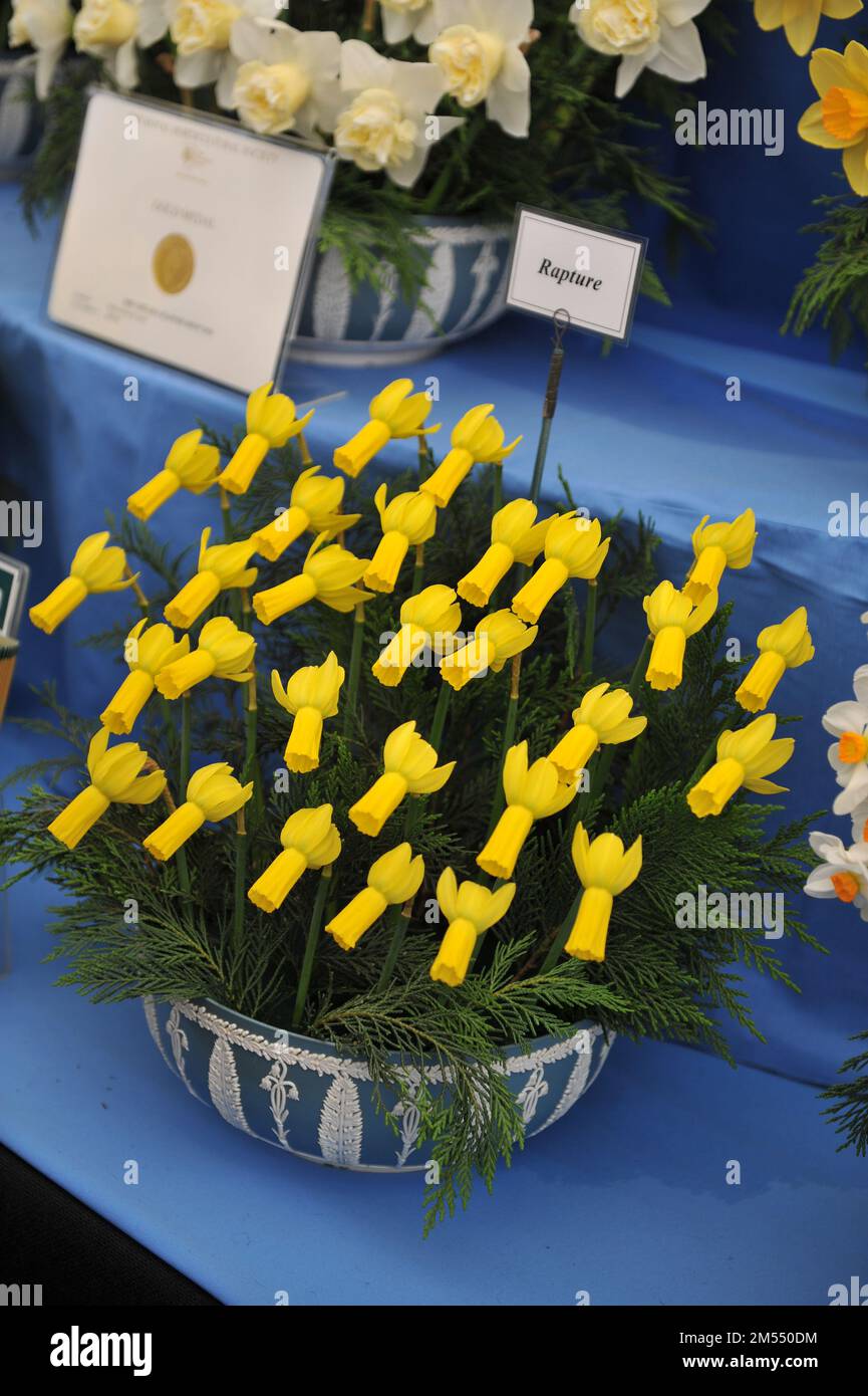 A bouquet of yellow Cyclamineus daffodils (Narcissus) Rapture on an exhibition in May Stock Photo