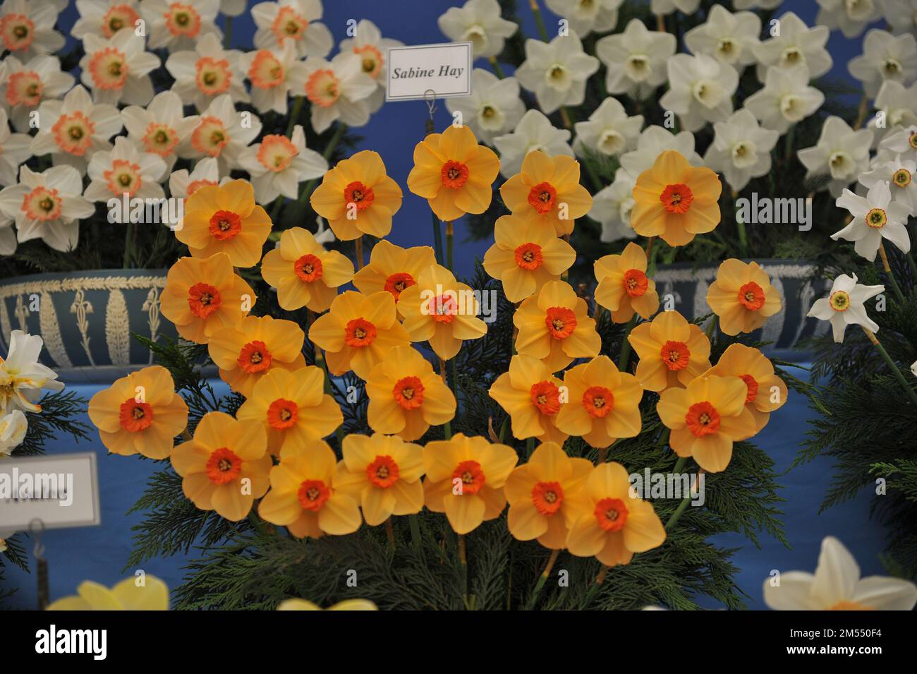 Yellow and orange Small-Cupped daffodils (Narcissus) Sabine Hay on an exhibition in May Stock Photo