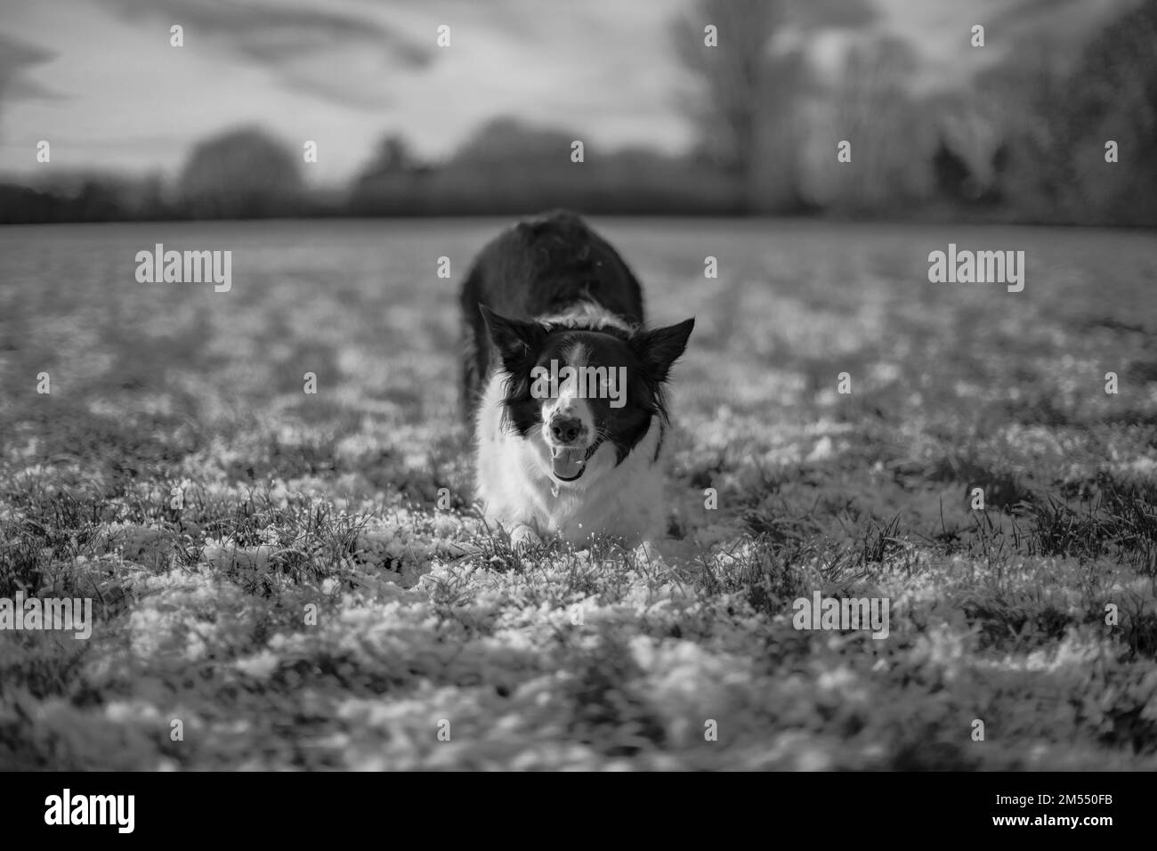 Border Collie B&W Stock Photo Alamy