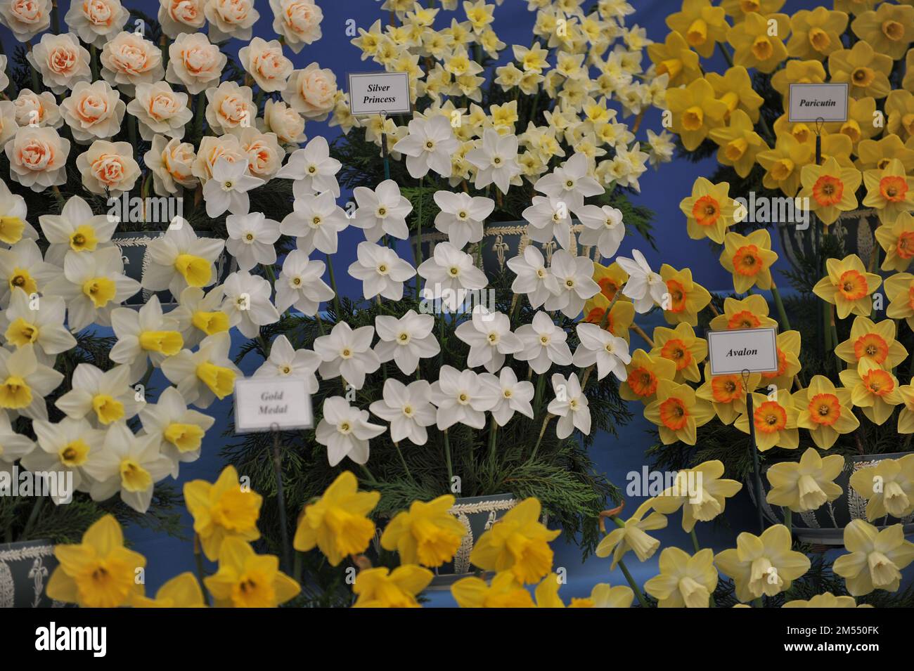 A bouquet of white Small-Cupped daffodils (Narcissus) Silver Princess on an exhibition in May Stock Photo