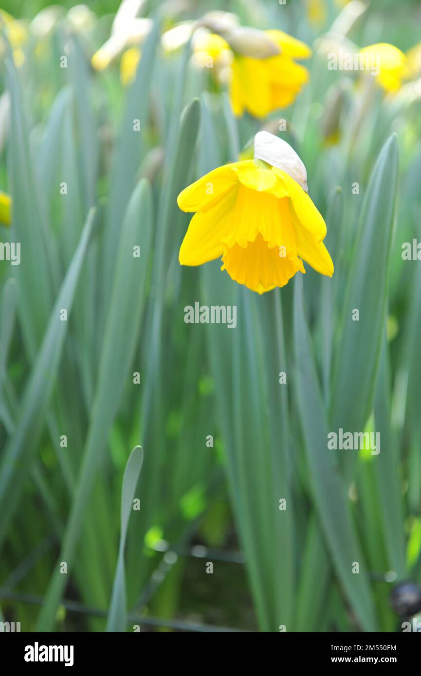Yellow Trumpet daffodils (Narcissus) Sint Victor bloom in a garden in April Stock Photo Alamy