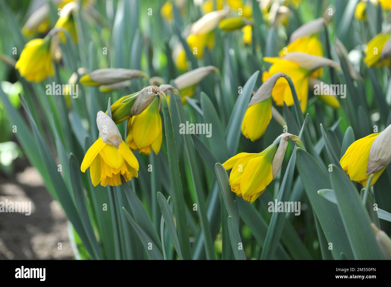 Yellow Trumpet daffodils (Narcissus) Sint Victor bloom in a garden in April Stock Photo Alamy