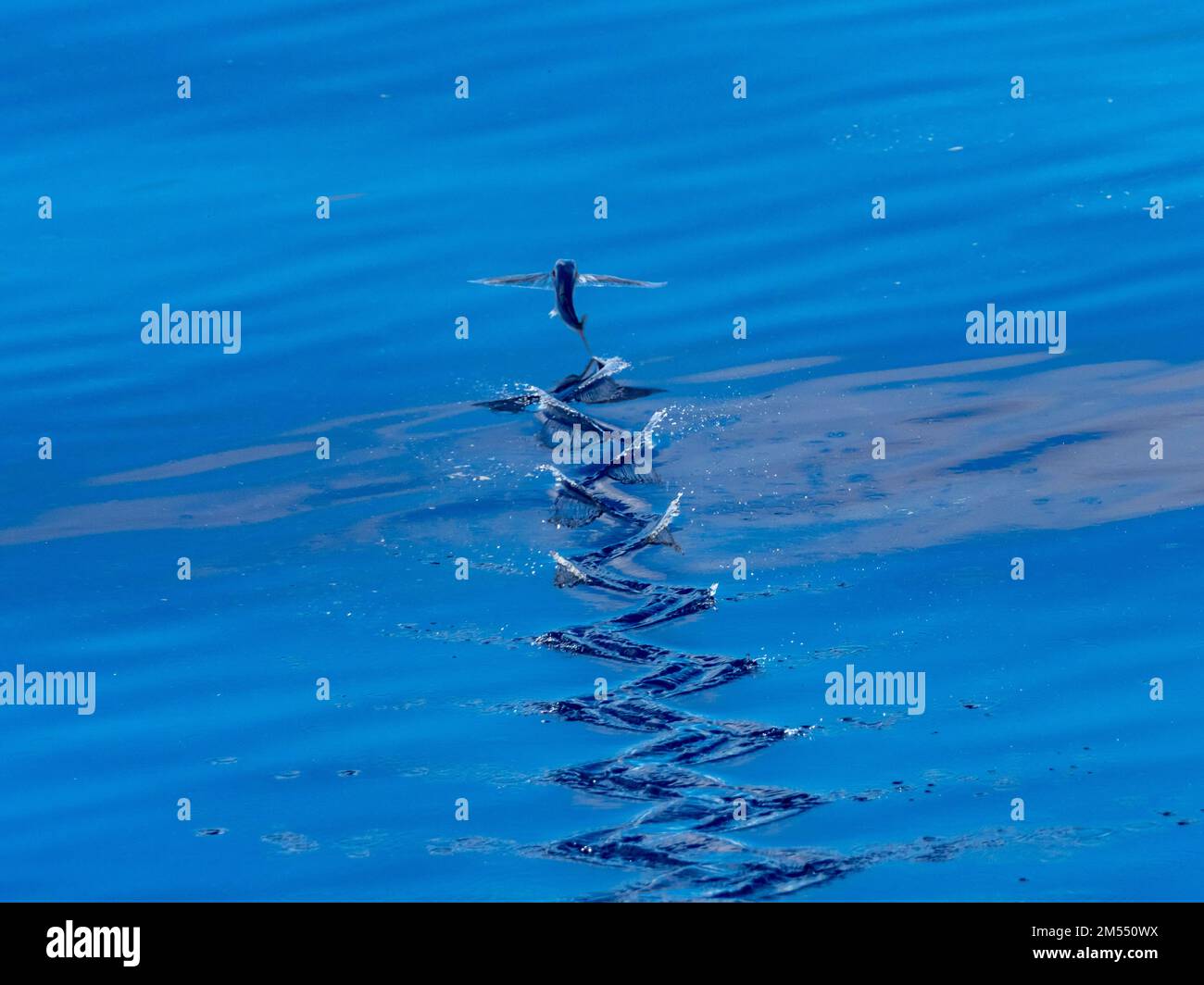 Flying fish gliding on glassy sea in the Coral Sea Papua New Guinea 2022 Stock Photo