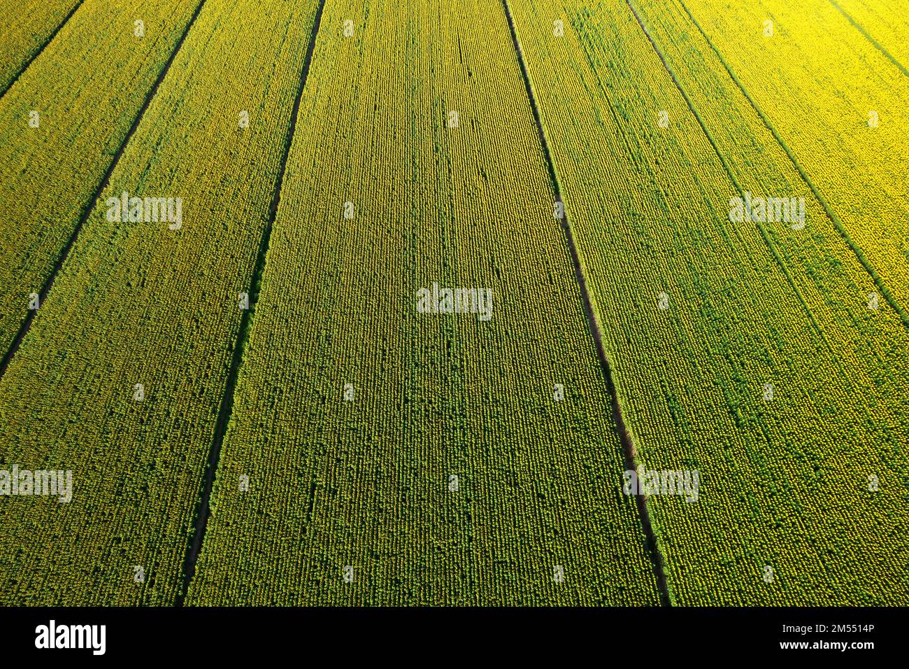 Beauty of flora documentation hi-res stock photography and images - Alamy