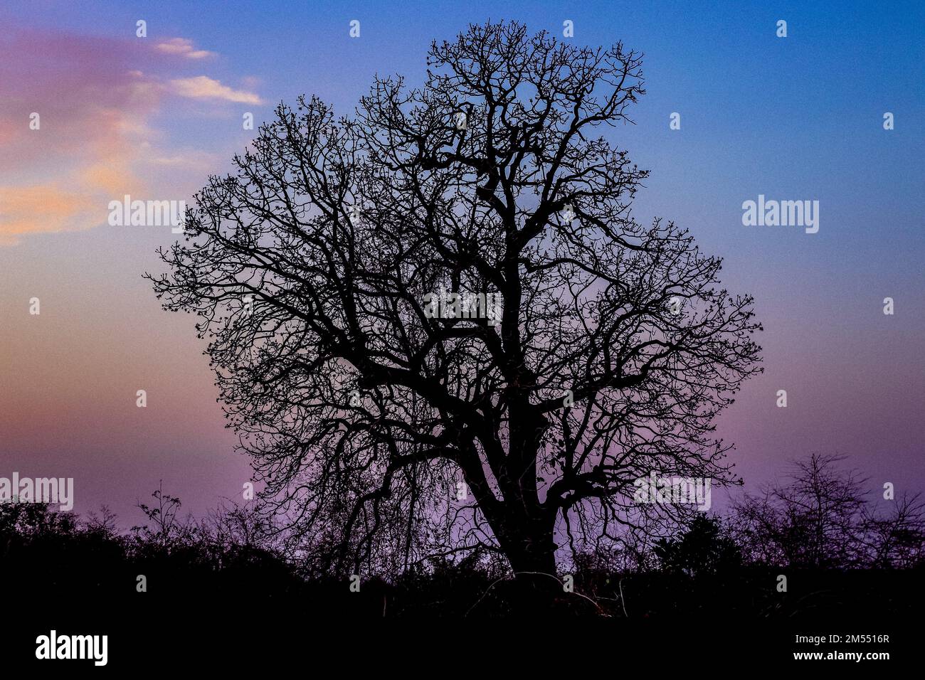 Silhouette big tree sky hi-res stock photography and images - Alamy