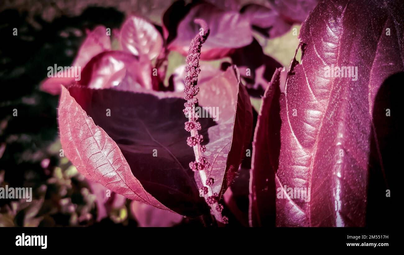 A close-up shot of red orache (Atriplex hortensis) in sunlight in the garden Stock Photo