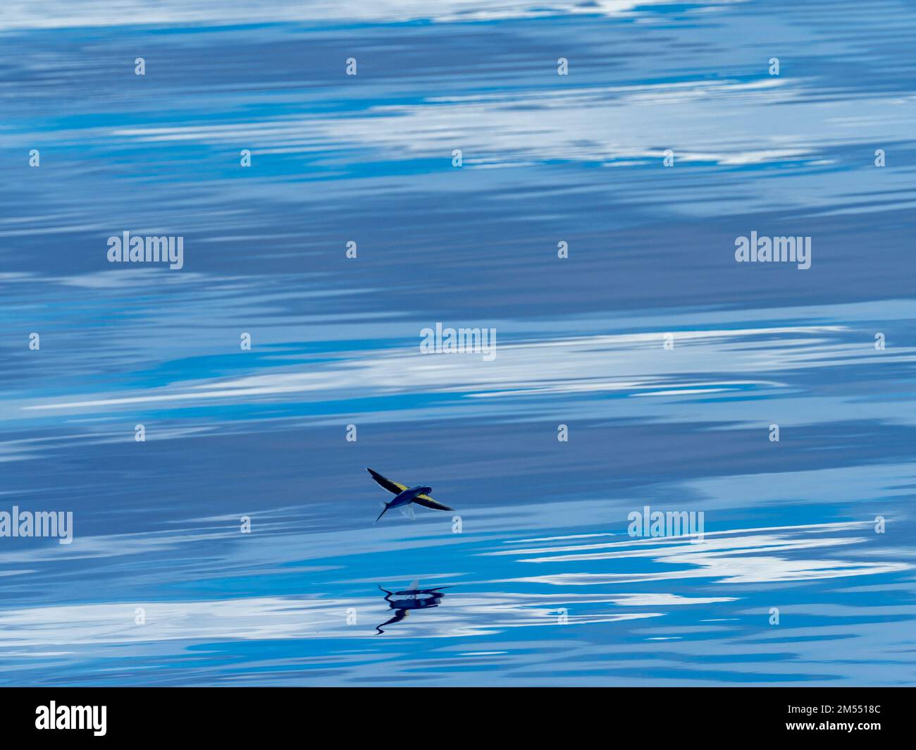 Flying fish gliding on glassy sea in the Coral Sea Papua New Guinea