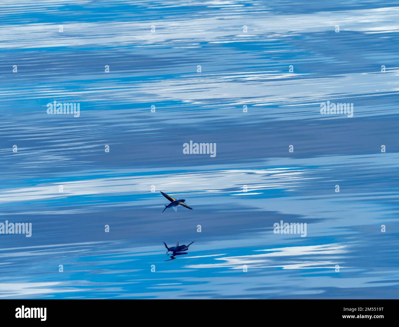 Flying fish gliding on glassy sea in the Coral Sea Papua New Guinea