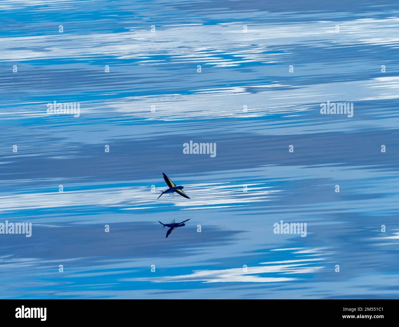 Flying fish gliding on glassy sea in the Coral Sea Papua New Guinea 2022 Stock Photo